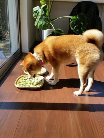 柴犬热潮再起，Shiba Inu交易激增与消耗率飙升现象解读
