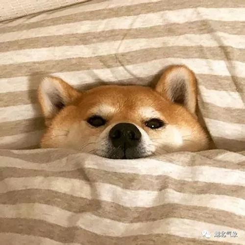 柴犬（SHIB）价格意外上扬，逆袭市场低迷态势