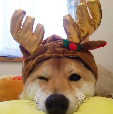 柴犬（SHIB）价格意外走强，扭转市场低迷局面