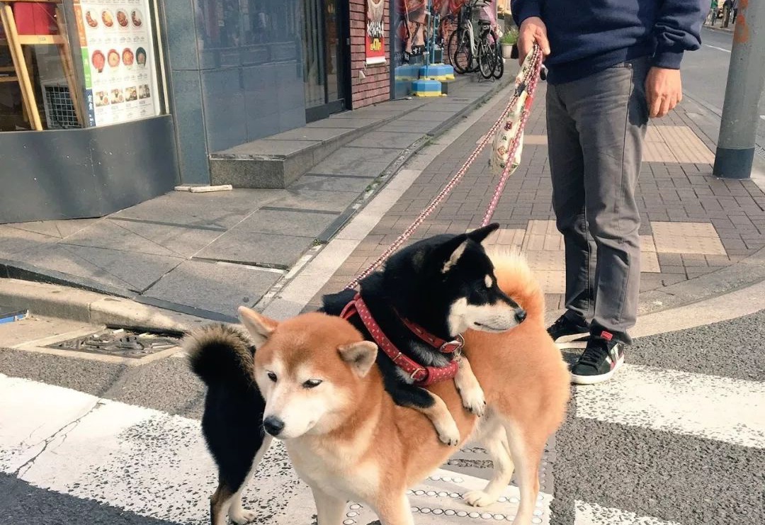柴犬的Shibarium交易量激增54%，标志着里程碑式的进展
