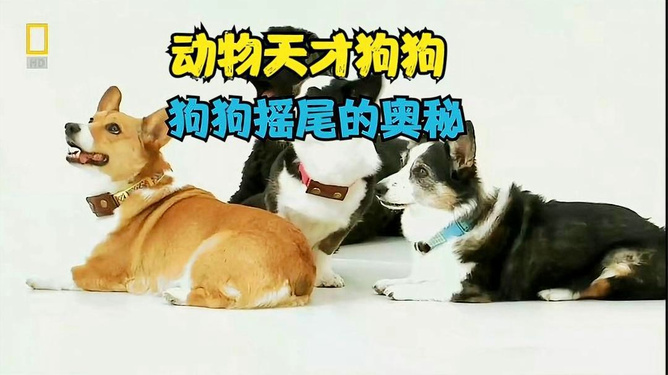 狗狗币飙升，比特币逼近天价，市场风险偏好情绪再度升温
